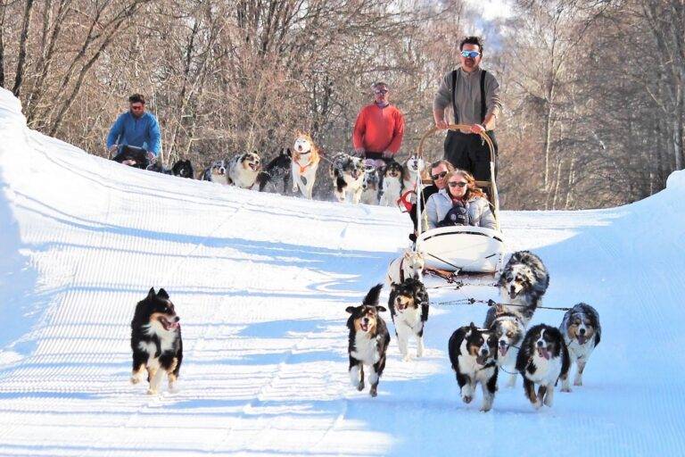 chiens traineau